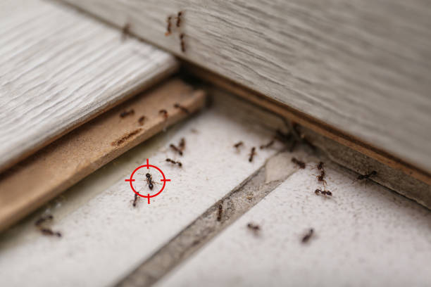 Best Emergency Pest Control  in Moonachie, NJ
