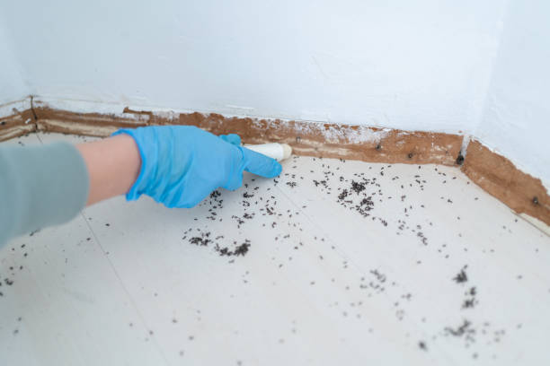 Best Pest Control Near Me in Moonachie, NJ